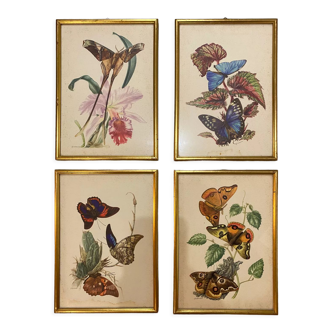 Vintage zoological boards -Butterflies