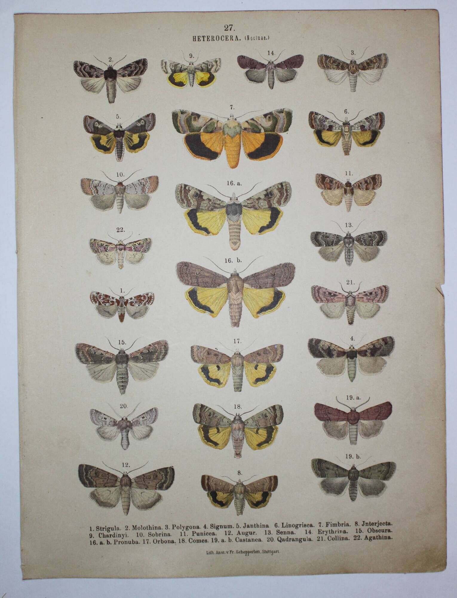 Old engraving of Butterflies - Lithograph from 1887 - Strigula - Original zoological illustration