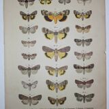 Old engraving of Butterflies - Lithograph from 1887 - Strigula - Original zoological illustration