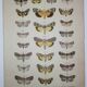 Old engraving of Butterflies - Lithograph from 1887 - Strigula - Original zoological illustration