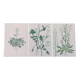 Set of 3 vintage botanical plates from 1978 - including Bristly Cardamine - Plant engraving