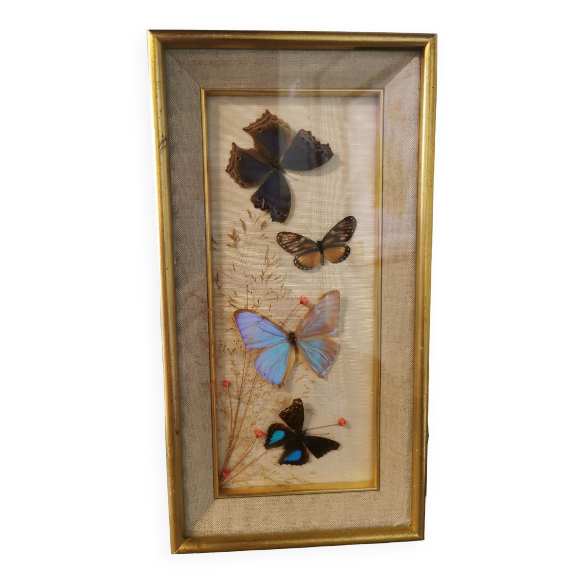 Vintage butterfly frame