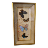 Vintage butterfly frame