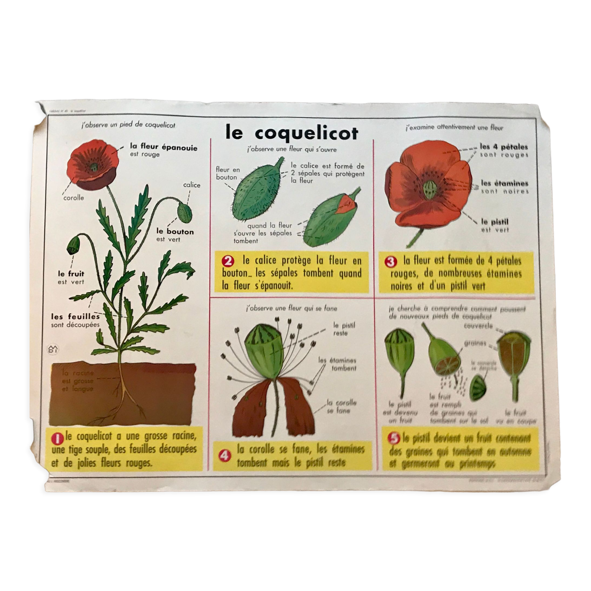 educational poster biology "The cherry" and "The poppy" 50s