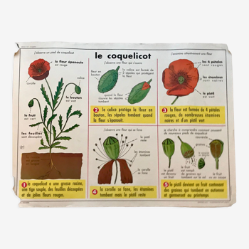 Affiche pédagogique biologie "la cerise" et "le coquelicot" années 50