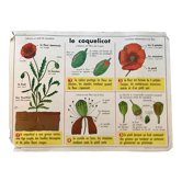 educational poster biology "The cherry" and "The poppy" 50s