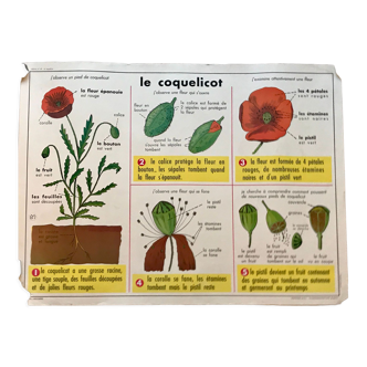 educational poster biology "The cherry" and "The poppy" 50s