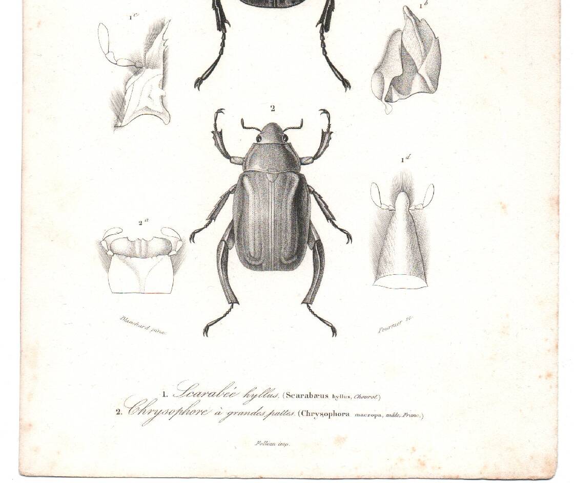 Antique engraving from 1849 - Beetle - vintage zoological insect plate