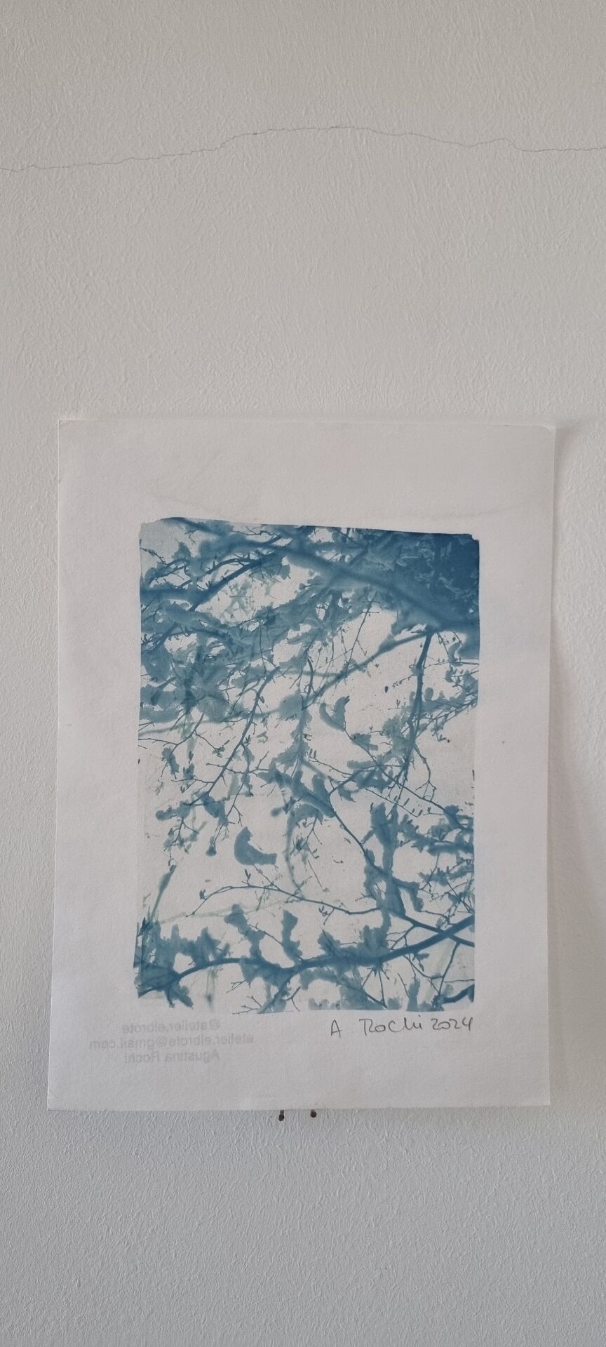 Cyanotype photographique collection botanique