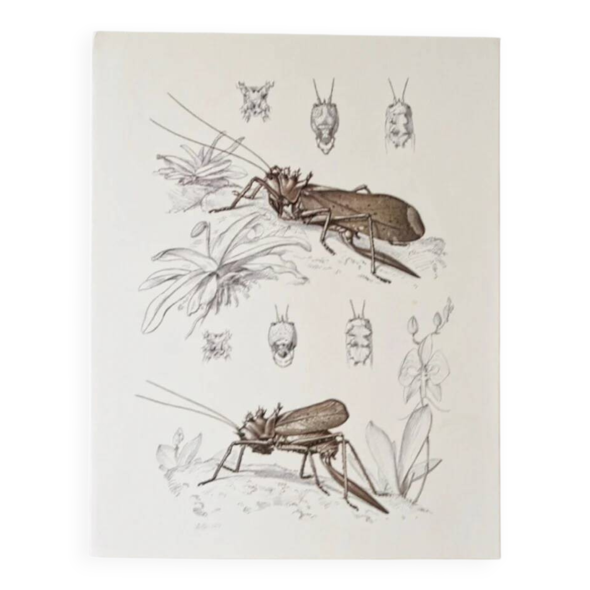 Plates of the bestiary from the Natural History Museum The grasshoppers