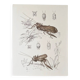 Plates of the bestiary from the Natural History Museum The grasshoppers