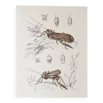 Plates of the bestiary from the Natural History Museum The grasshoppers