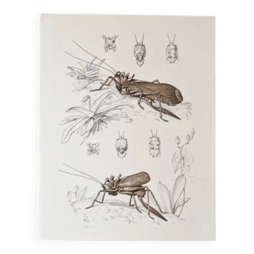 Plates of the bestiary from the Natural History Museum The grasshoppers