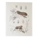 Plates of the bestiary from the Natural History Museum The grasshoppers