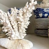 White coral