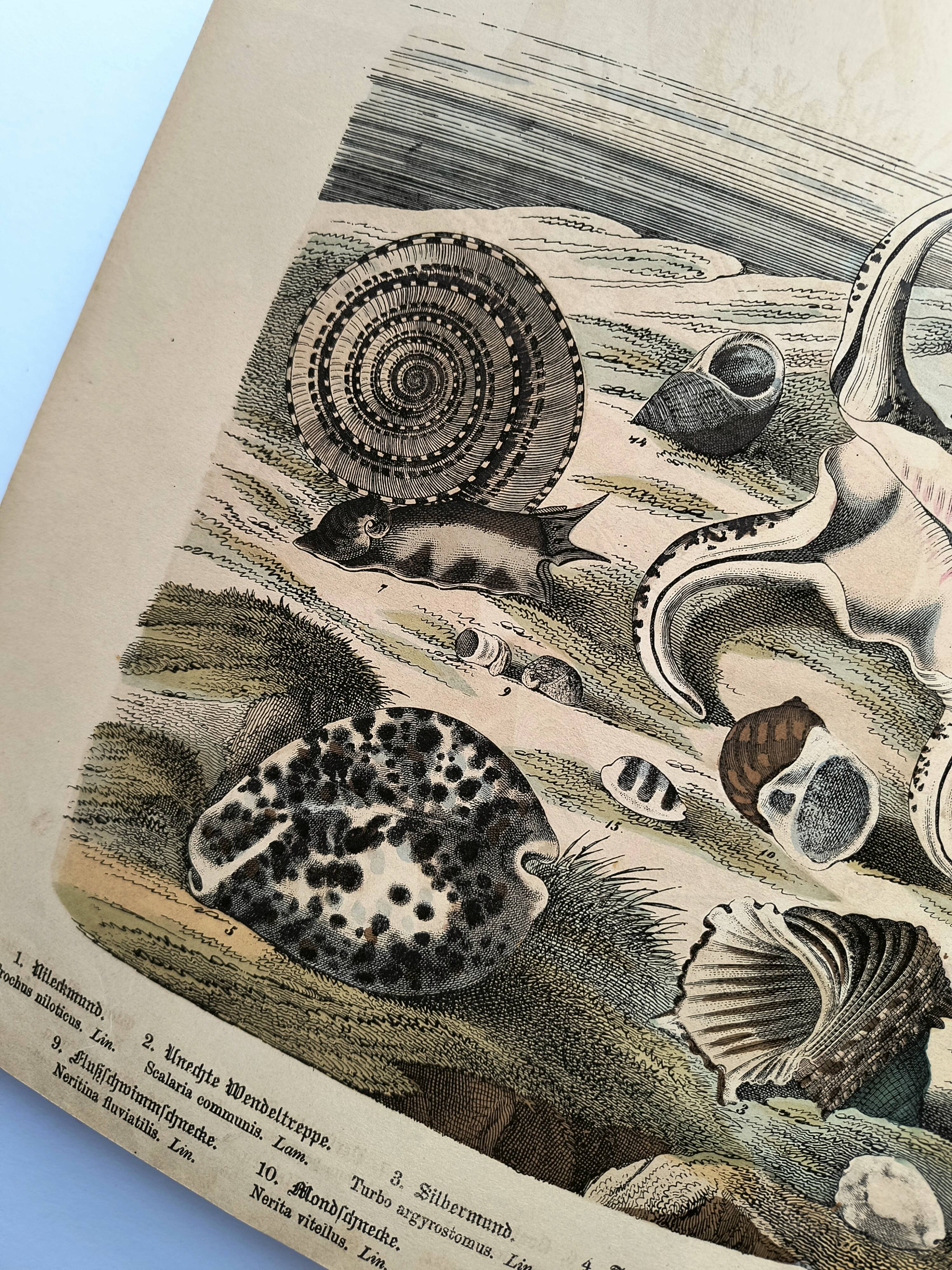 Gravure ancienne 1886 - Coquillages et mollusques 1.Lithographie planche