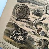 Gravure ancienne 1886 - Coquillages et mollusques 1.Lithographie planche