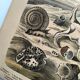 Antique engraving 1886 - Shells and mollusks 1. Lithograph plate