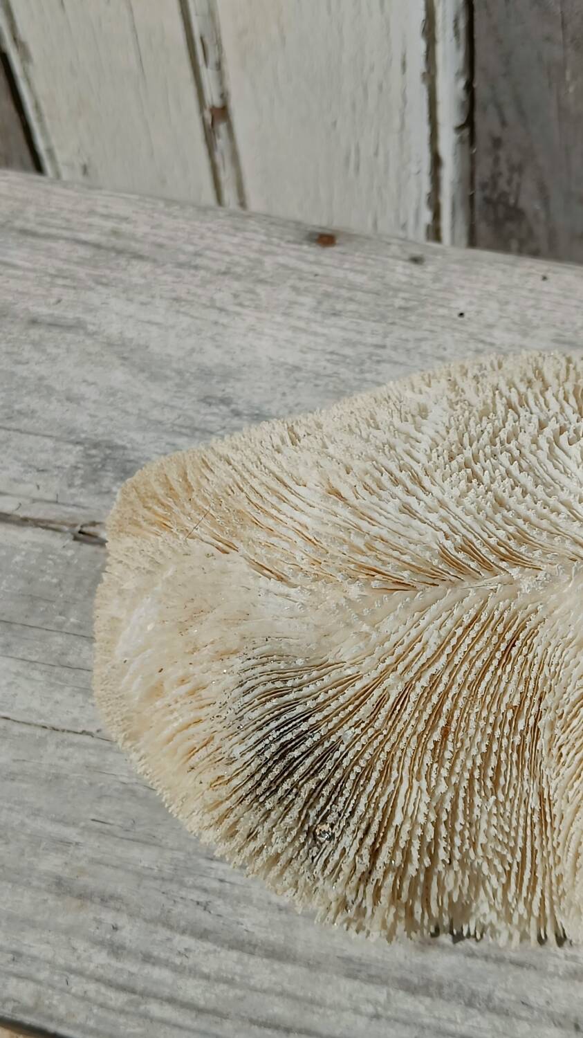 Vintage coral fungia large model