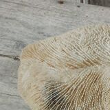 Vintage coral fungia large model