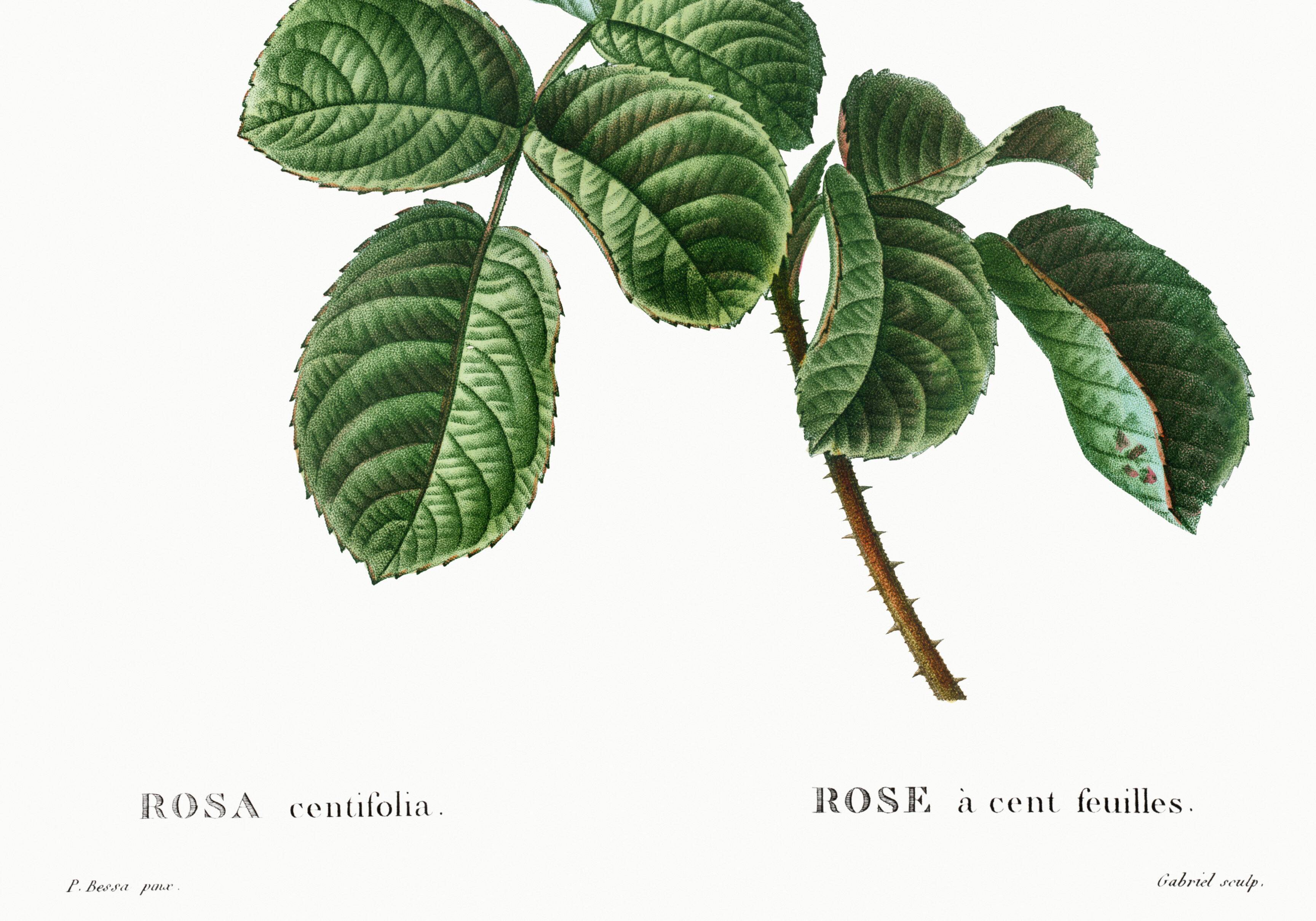 Vintage poster of the hundred-petaled rose, after an 1802 engraving