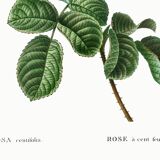 Vintage poster of the hundred-petaled rose, after an 1802 engraving