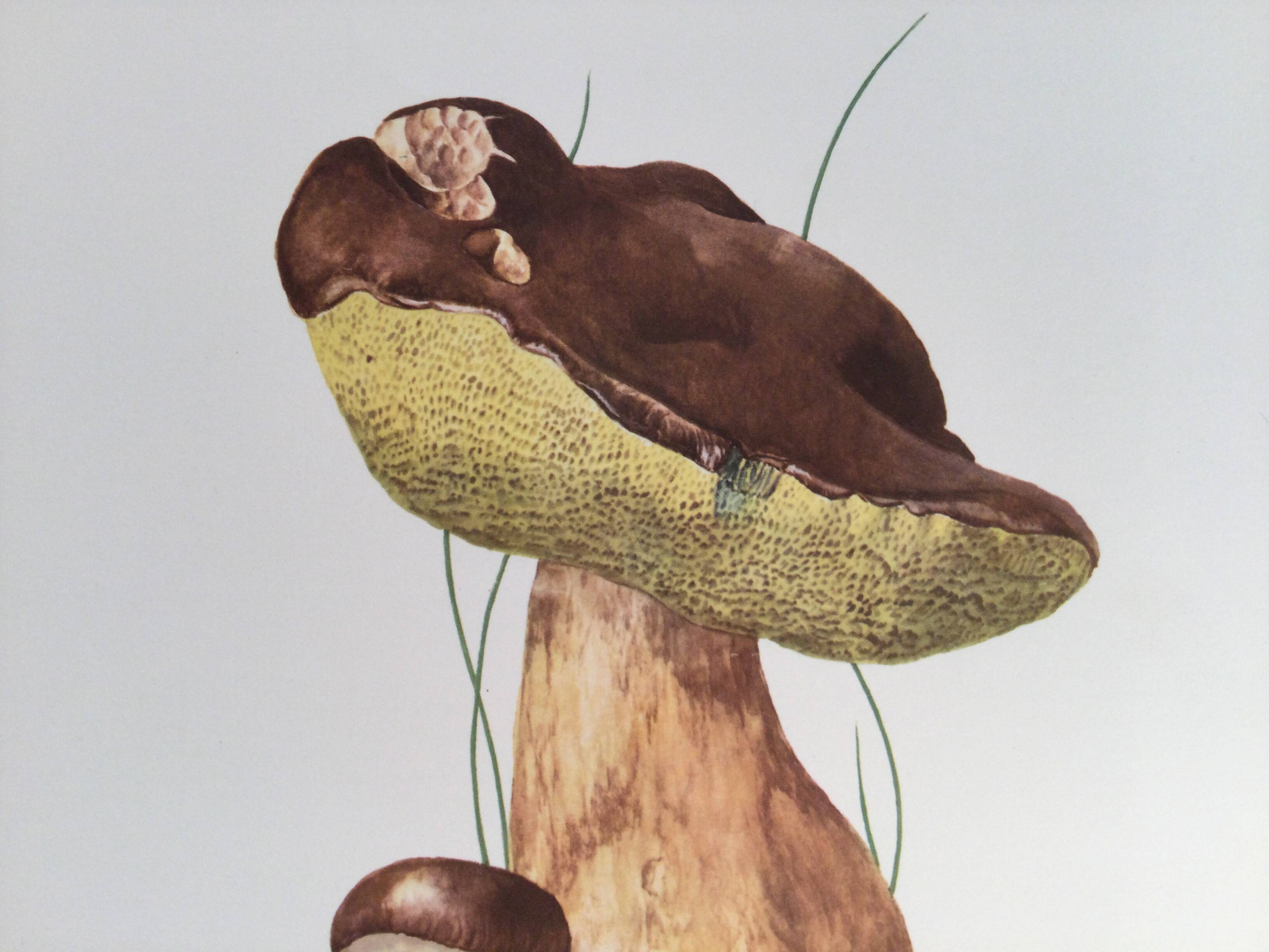 Botanical illustration "mushrooms", 1960s