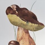 Botanical illustration "mushrooms", 1960s