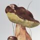 Botanical illustration "mushrooms", 1960s