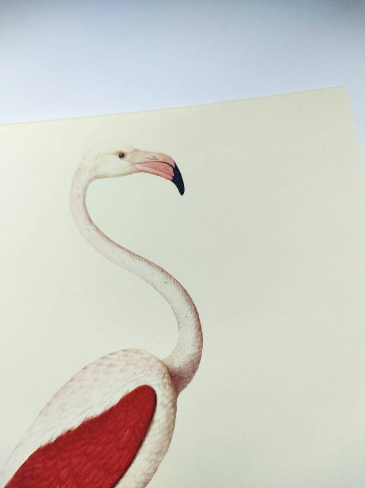 Old board - Pink flamingo - Vintage zoological and ornithological illustration - Bird