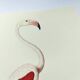 Old board - Pink flamingo - Vintage zoological and ornithological illustration - Bird