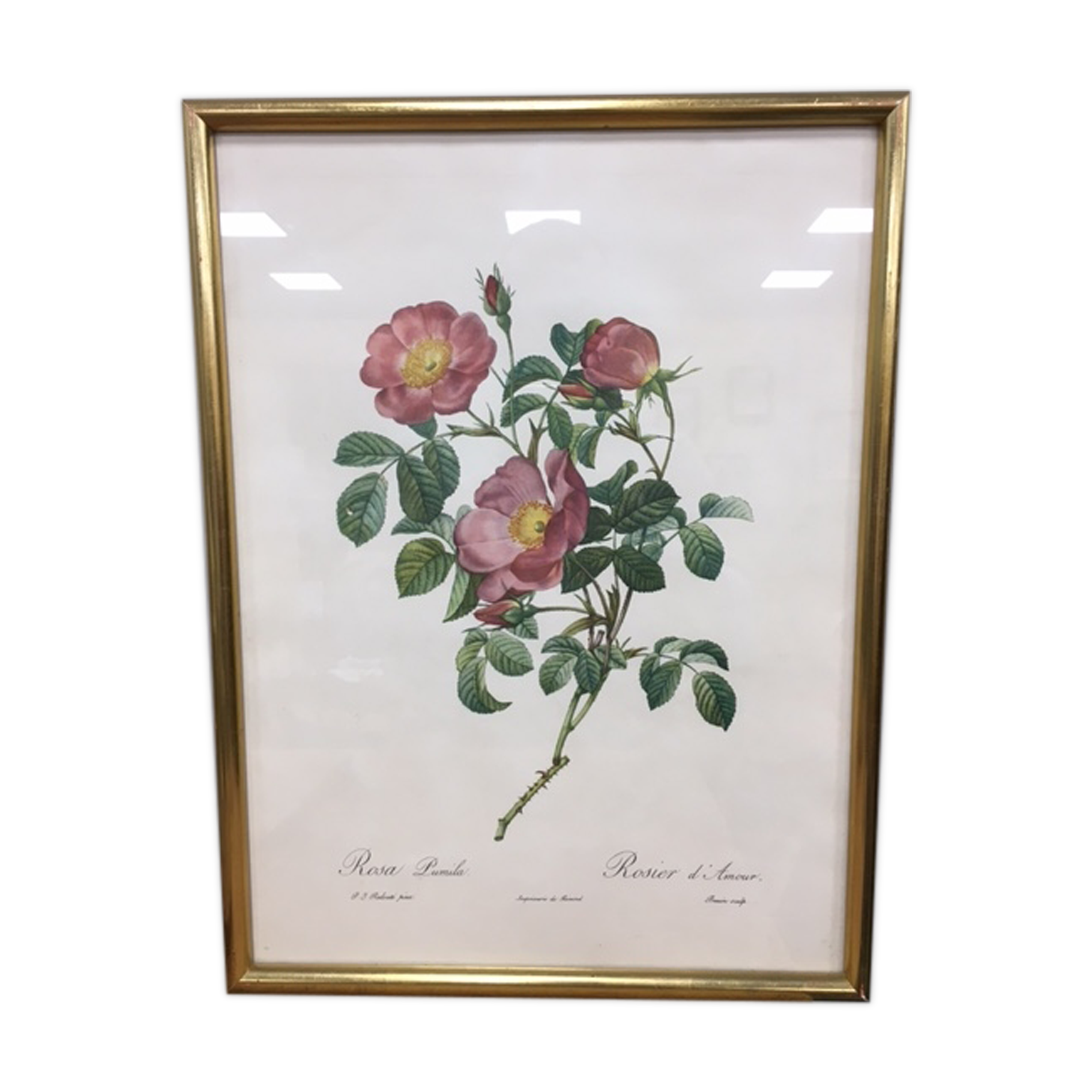 Lithographie PJ Redouté Rosier d'amour