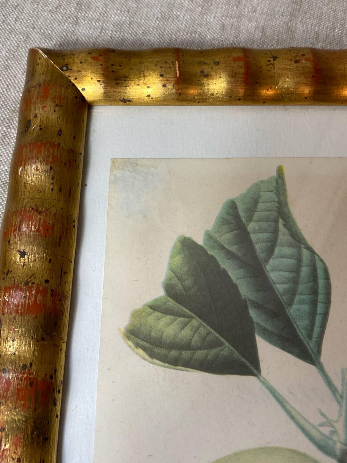 Botanical poster, Langlois print, Royal apple of England