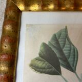 Botanical poster, Langlois print, Royal apple of England