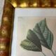 Botanical print, Langlois print, Royal Apple of England
