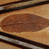 Ovalized coffee table by Roger Capron