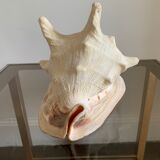 Shell horned helmet 25 cm