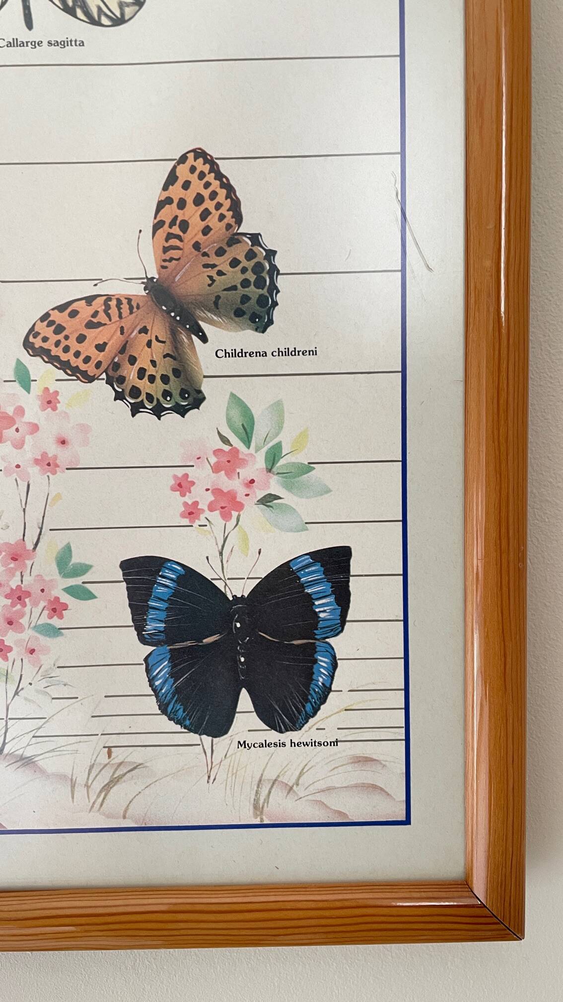TABLEAU Display BUTTERFLY Italy Vintage