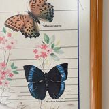 TABLEAU Display BUTTERFLY Italy Vintage