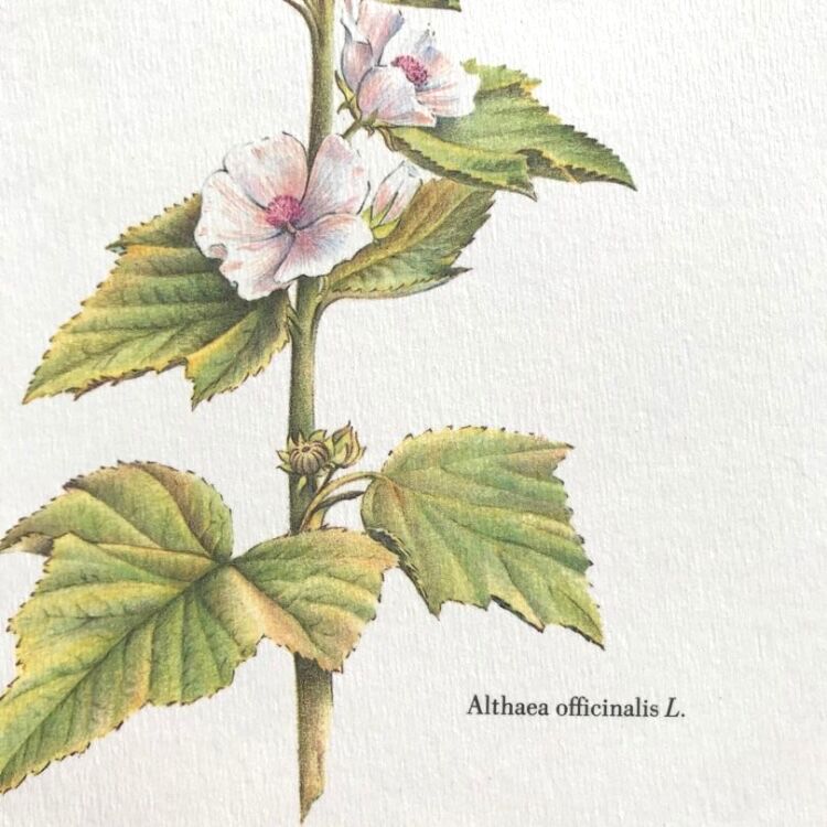 Botanical board the marshmallow