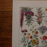 Lithographies originales sur les fleurs