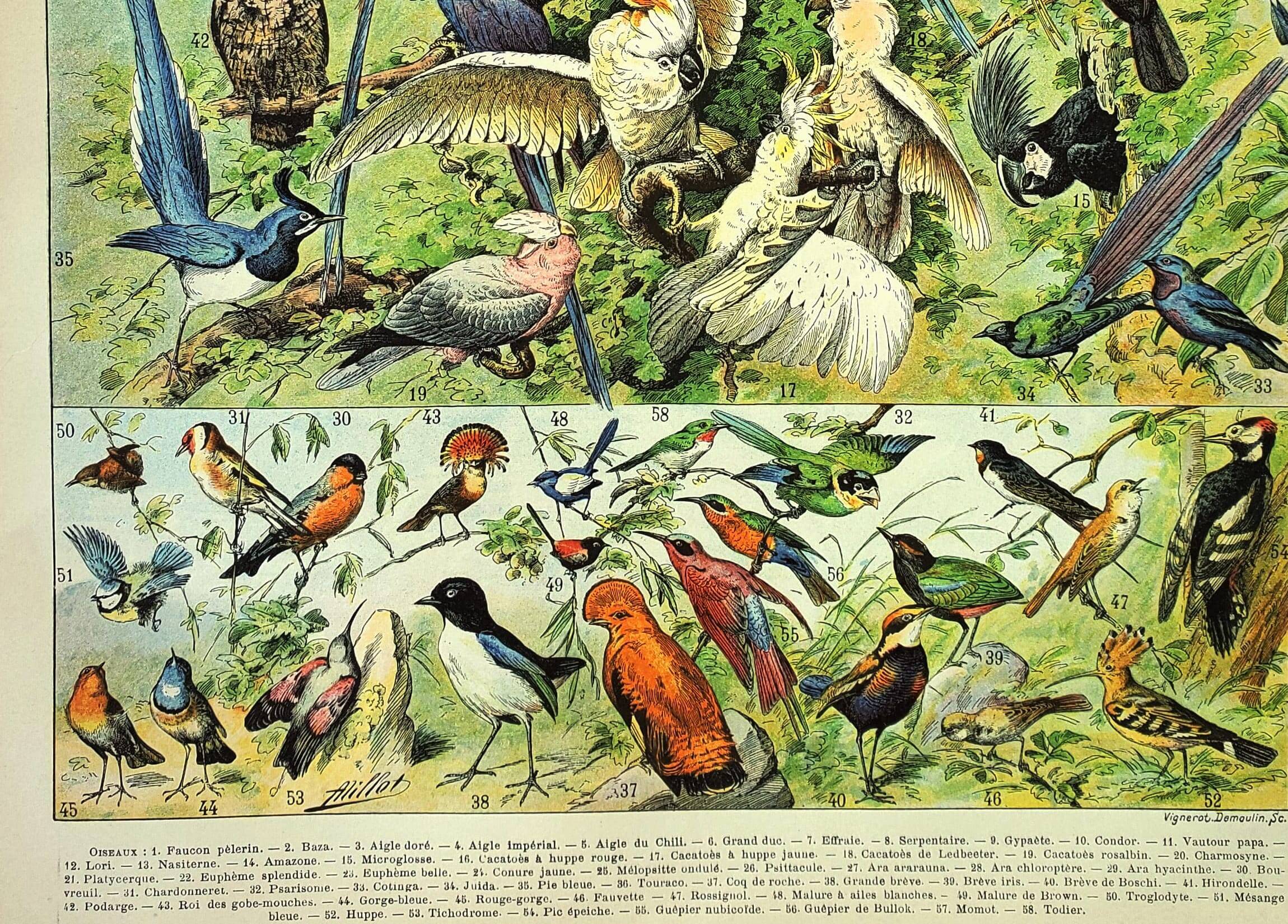 Gravure ancienne 1897 A. Millot - Oiseaux 1, espèces, perroquet, rapace