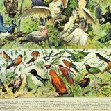 Gravure ancienne 1897 A. Millot - Oiseaux 1, espèces, perroquet, rapace