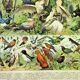 Gravure ancienne 1897 A. Millot - Oiseaux 1, espèces, perroquet, rapace