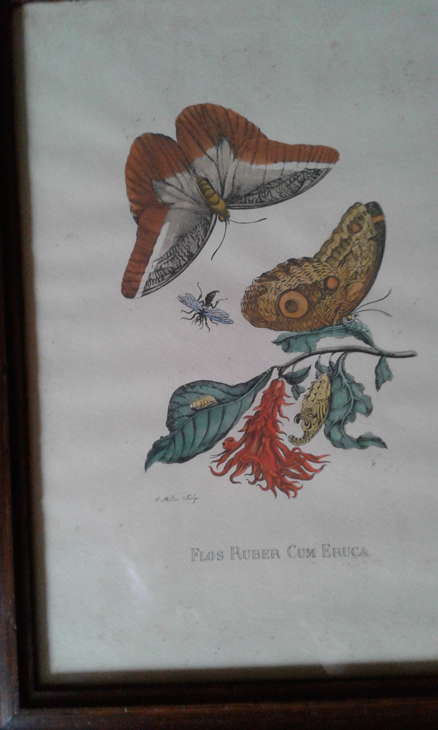 Lot of 2 butterfly lithographs