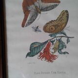 Lot of 2 butterfly lithographs