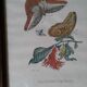 Lot de 2 lithographies de papillons