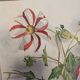 Watercolor flowers