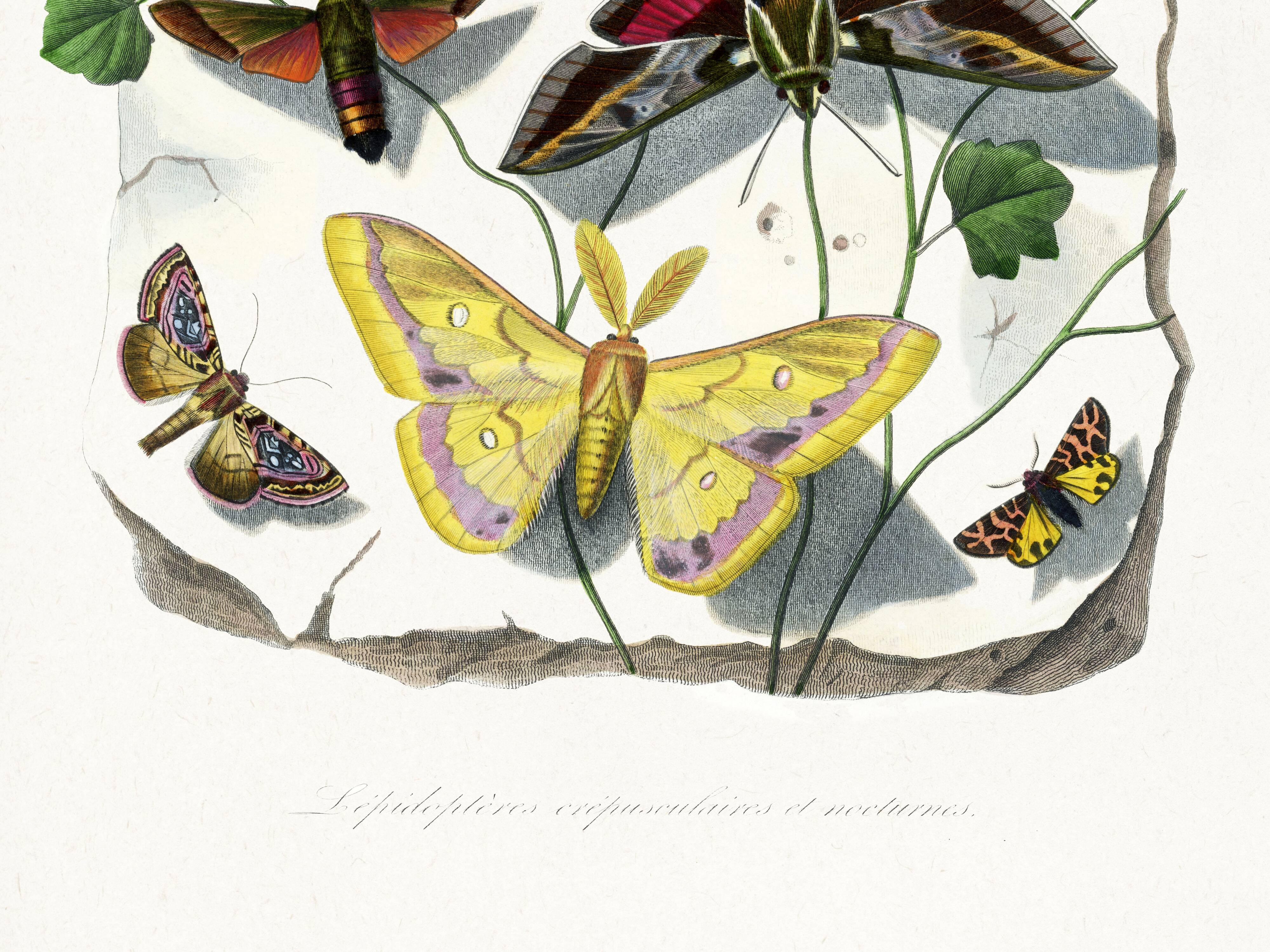Poster about butterflies, based on an old engraving from 1842.