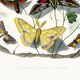 Poster about butterflies, based on an old engraving from 1842.